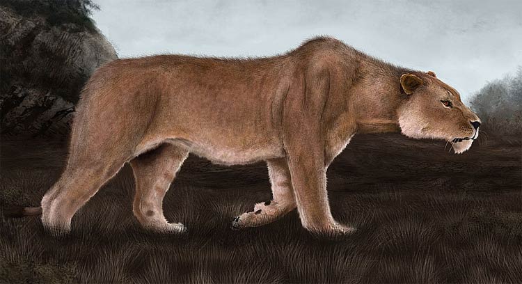 American Lion Roaming the Plains