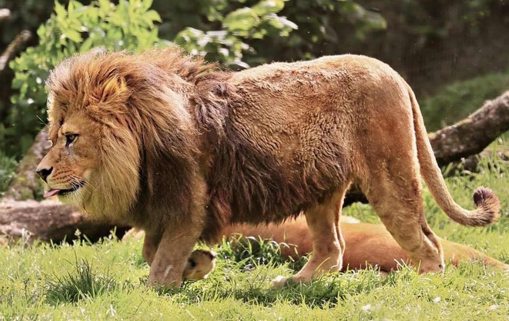 Barbary Lion