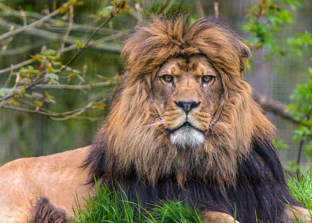 Barbary Lion