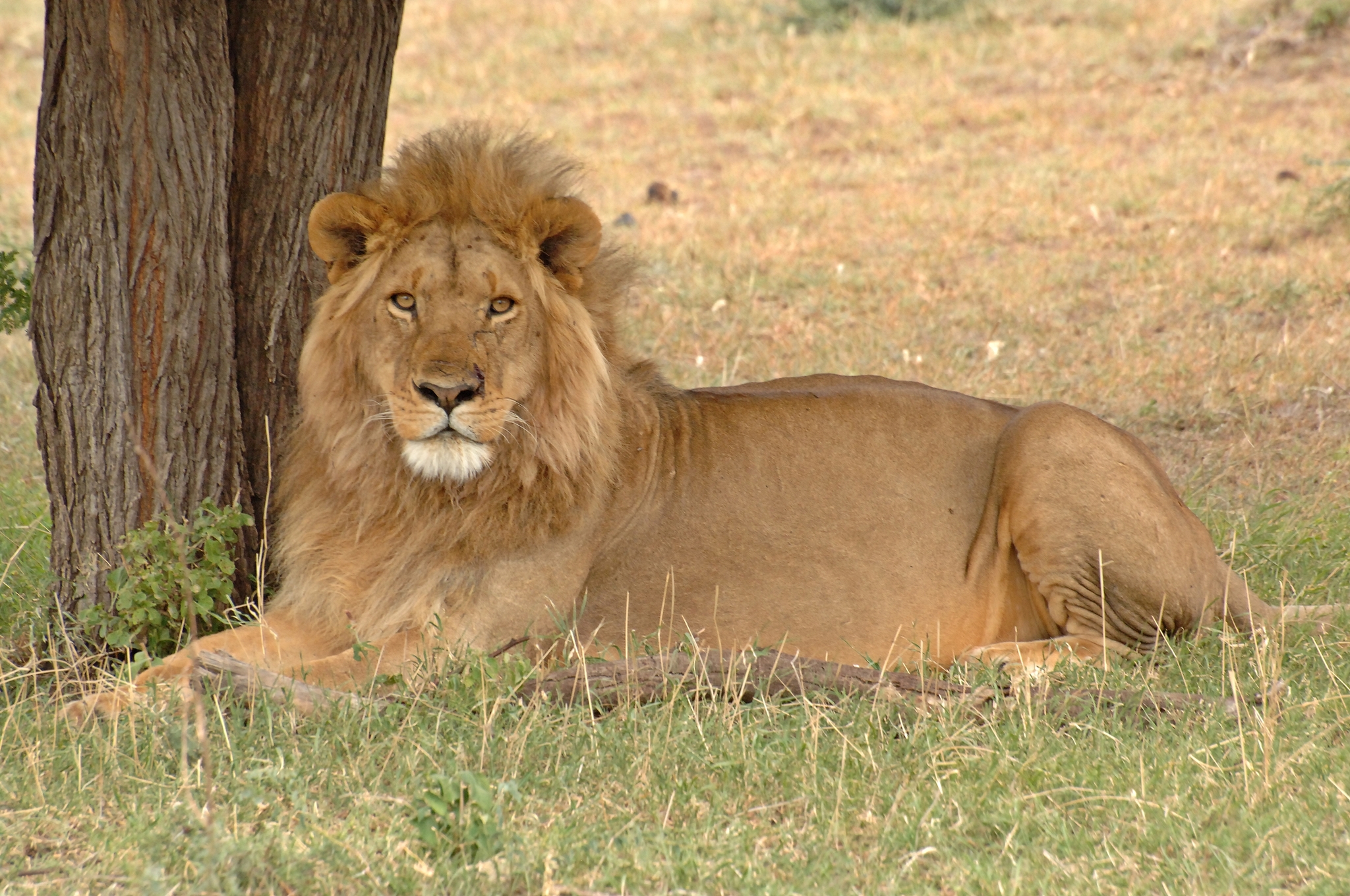 Panthera Leo Melanochaita