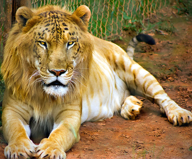 Tigon